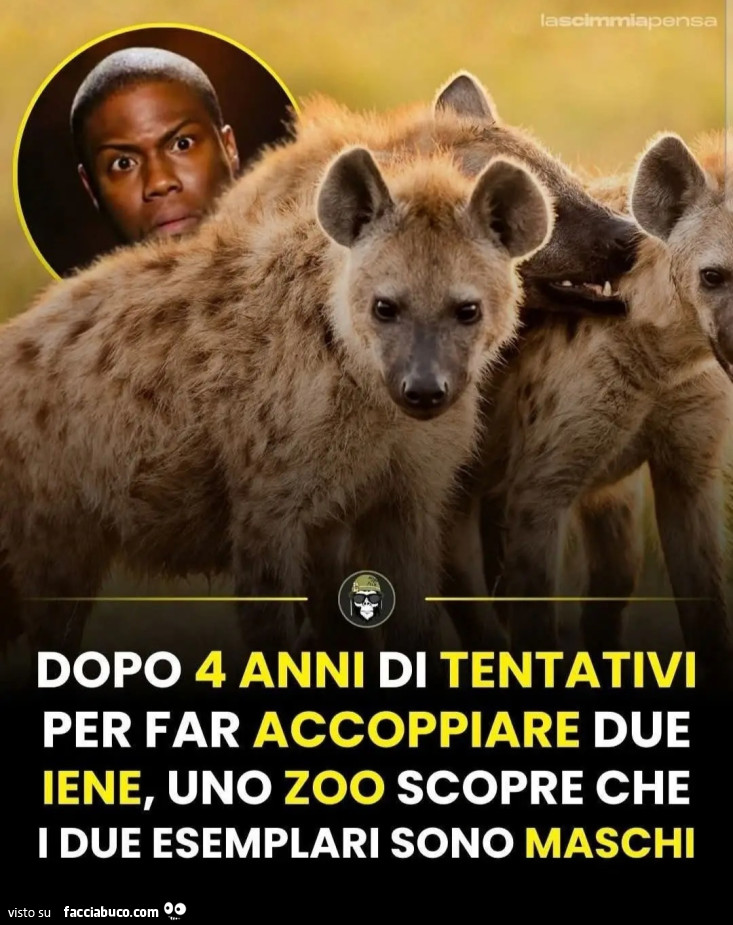 Dopo 4 anni di tentativi per far accoppiare due iene uno zoo scopre che i due esemplari sono maschi