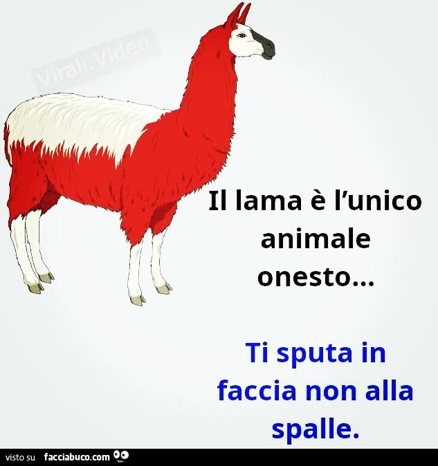 Il lama è l'unico animale onesto&hellip; ti sputa in faccia non alla spalle