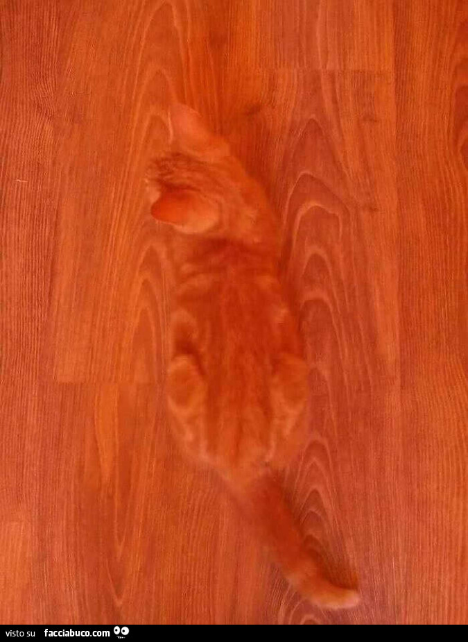 Gatto mimetizzato sul parquet
