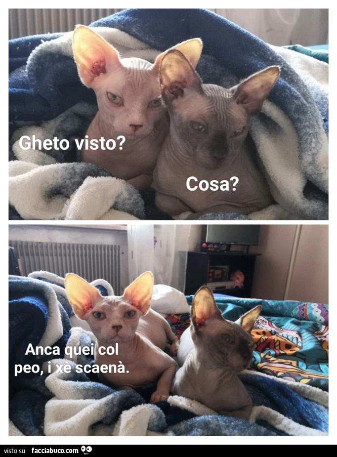 Vaccata