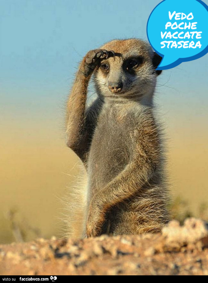 Vaccata