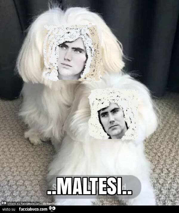 Maltesi