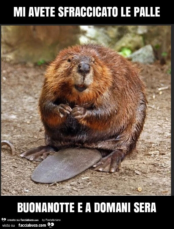 Mi avete sfraccicato le palle buonanotte e a domani sera