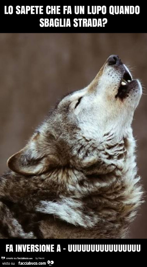 Lo sapete che fa un lupo quando sbaglia strada? Fa inversione a - uuuuuuuuuuuuuuuu