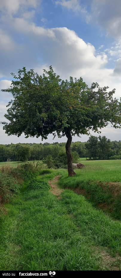 Vaccata