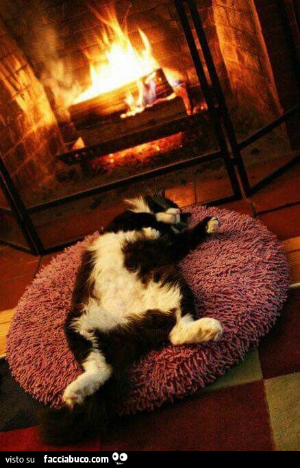 Gatto sdraiato vicino al camino