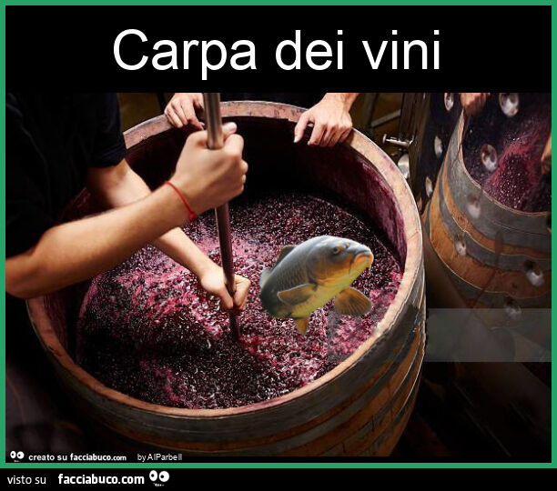 Carpa dei vini