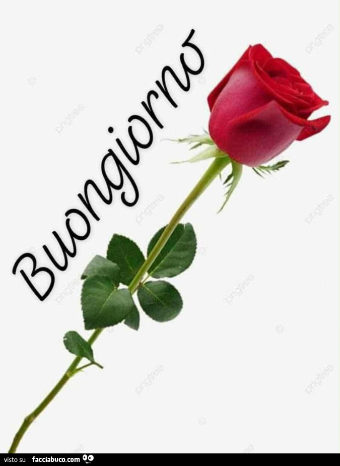 Rosa rossa buongiorno