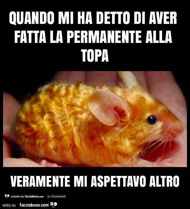 Quando mi ha detto di aver fatta la permanente alla topa veramente mi aspettavo altro