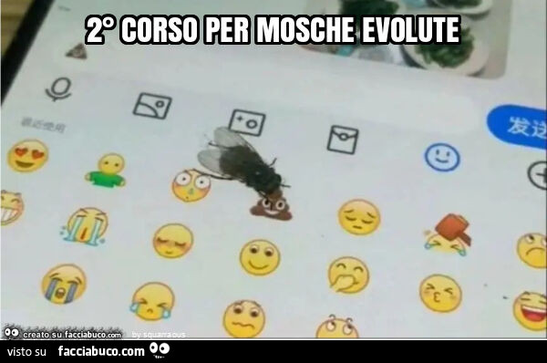 2° corso per mosche evolute