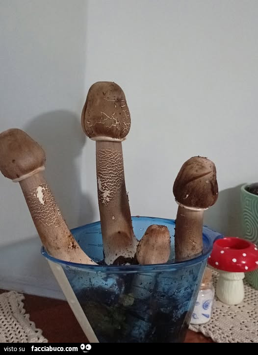 Vaccata