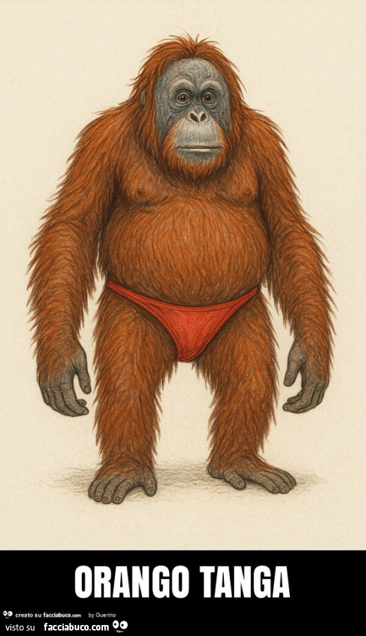 Orango tanga