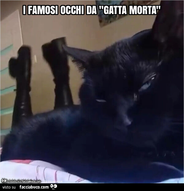 I famosi occhi da "gatta morta"