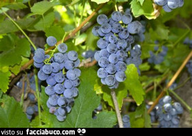 Vaccata