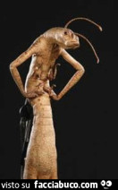 Vaccata