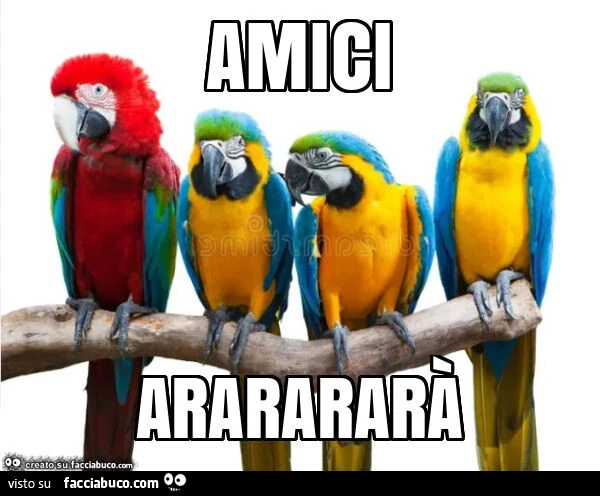 Amici ararararร