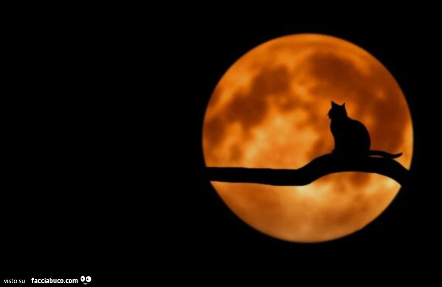 Gatto alla luna sul ramo