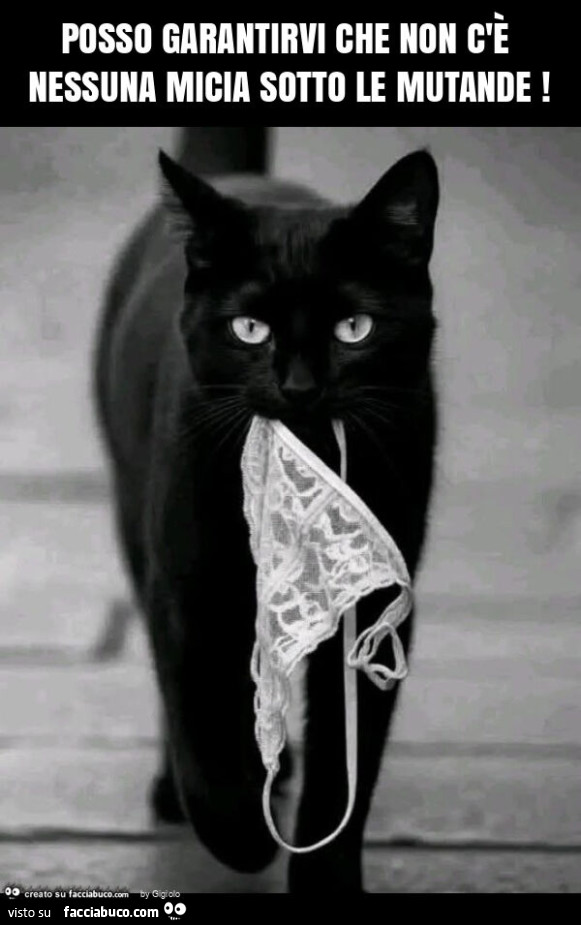 Posso garantirvi che non c'è nessuna micia sotto le mutande