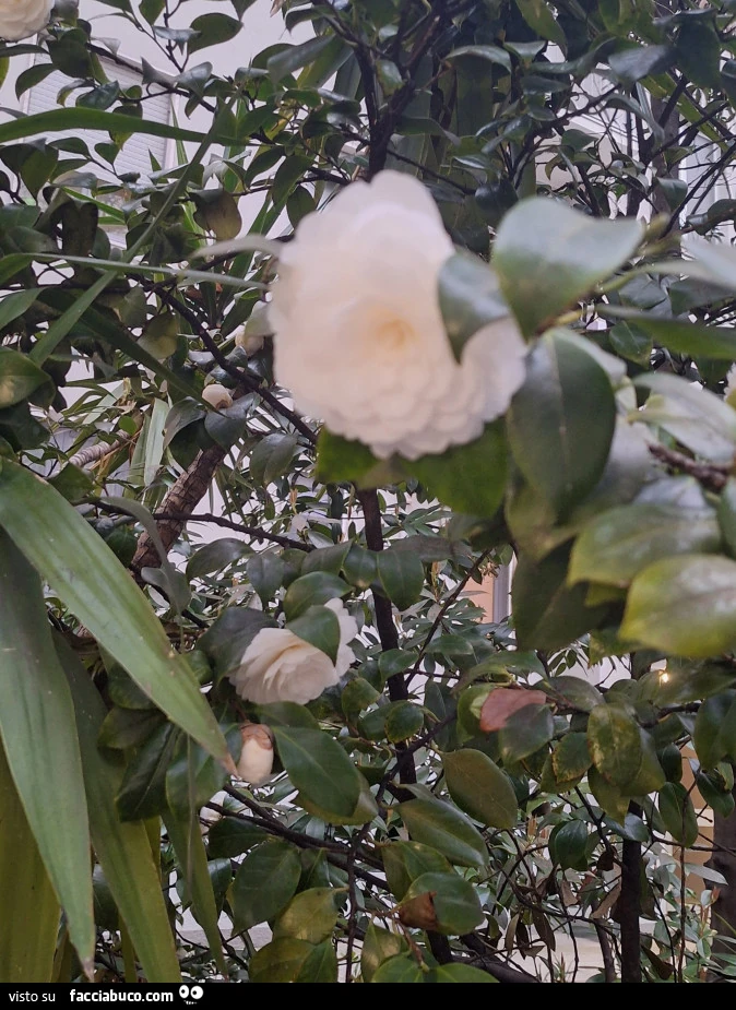 Vaccata