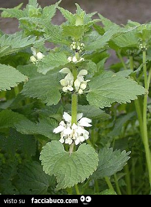 Vaccata