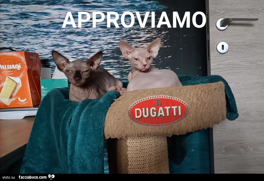 Vaccata