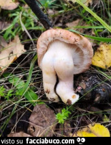 Vaccata