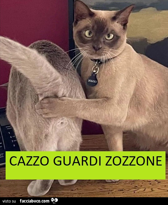 Vaccata