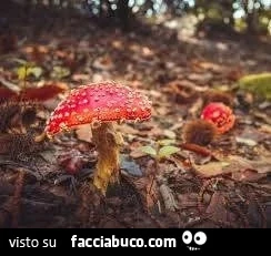 Vaccata