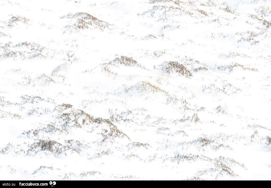 Una lepre bianca fotografata nel Cairngorms National Park, il più grande parco nazionale del Regno Unito