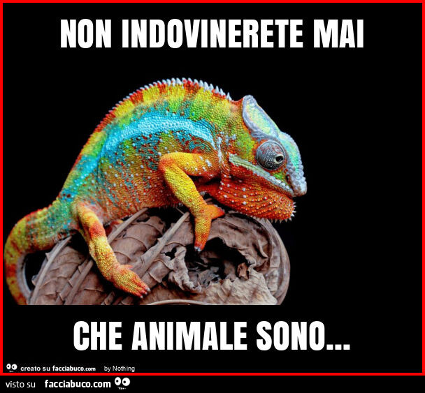 Non indovinerete mai che animale sono