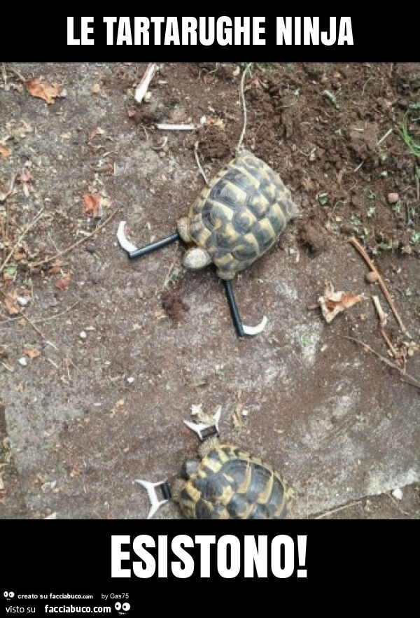 Le tartarughe ninja esistono