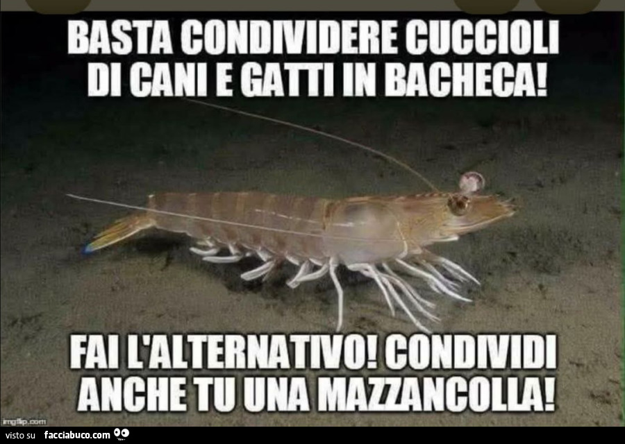 Vaccata