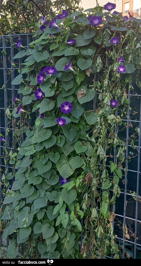Fiori lungo la strada