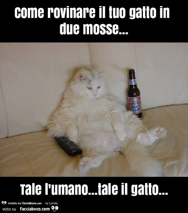 Come rovinare il tuo gatto in due mosse… tale l'umano… tale il gatto…