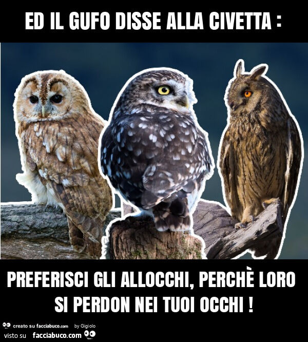 Ed il gufo disse alla civetta: preferisci gli allocchi, perchè loro si perdon nei tuoi occhi