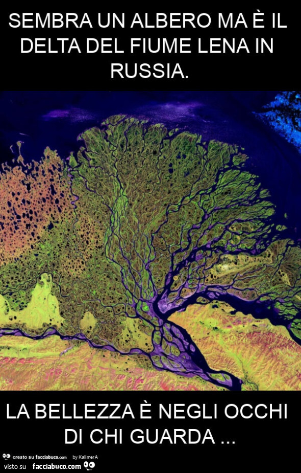 Sembra un albero ma è il delta del fiume lena in russia. La bellezza è negli occhi di chi guarda