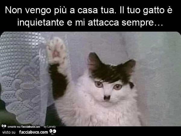 Non vengo più a casa tua. Il tuo gatto è inquietante e mi attacca sempre…