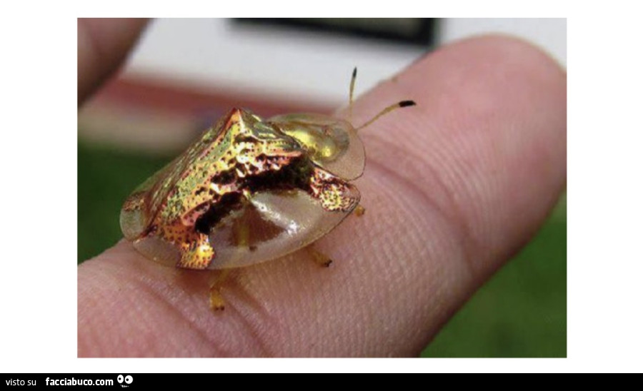 Vaccata