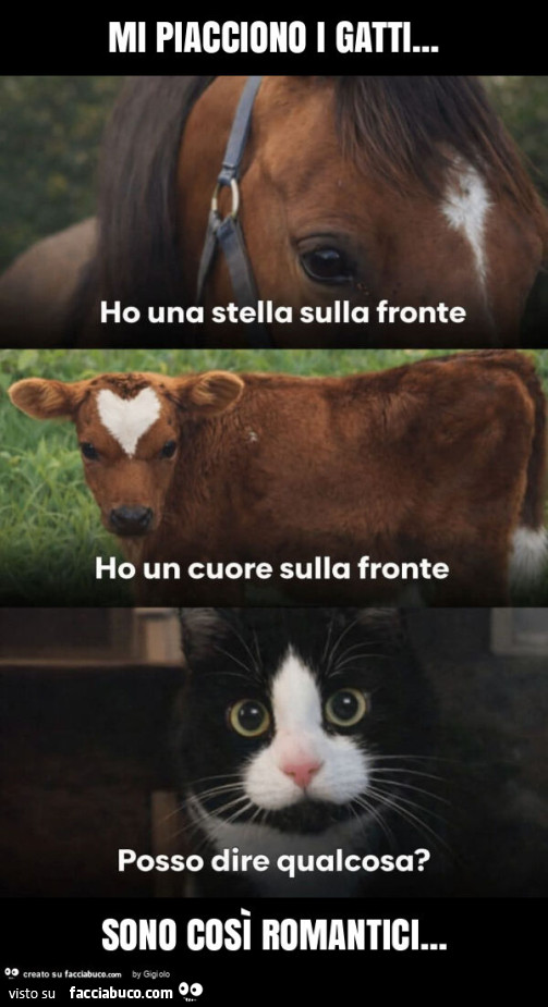 Mi piacciono i gatti&hellip; sono così romantici