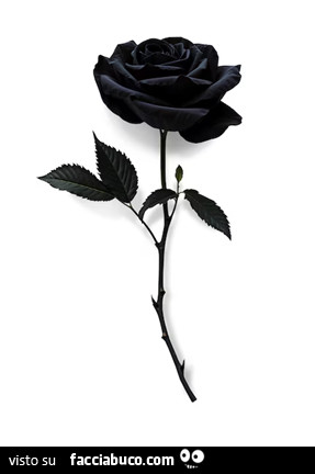 Rosa nera