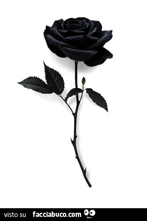 Rosa nera