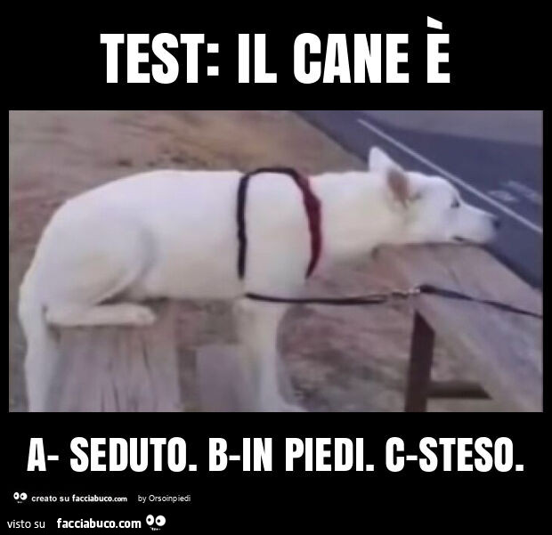 Test: il cane è a- seduto. B-in piedi. C-steso