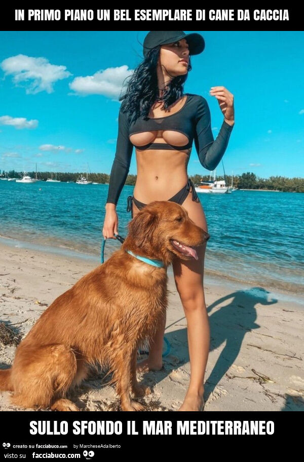 In primo piano un bel esemplare di cane da caccia sullo sfondo il mar mediterraneo