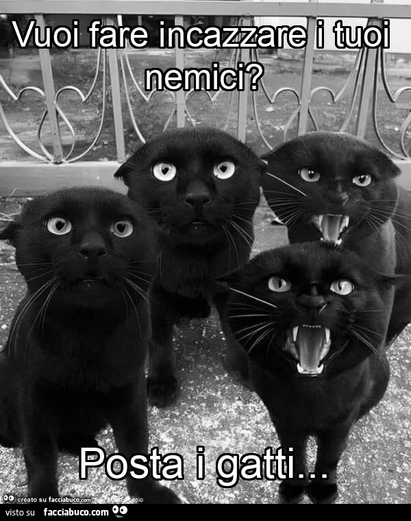 Vuoi fare incazzare i tuoi nemici? Posta i gatti