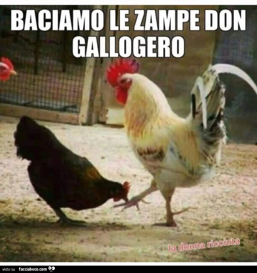 Vaccata