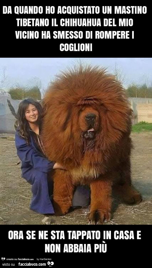 Da quando ho acquistato un mastino tibetano il chihuahua del mio vicino ha smesso di rompere i coglioni ora se ne sta tappato in casa e non abbaia più
