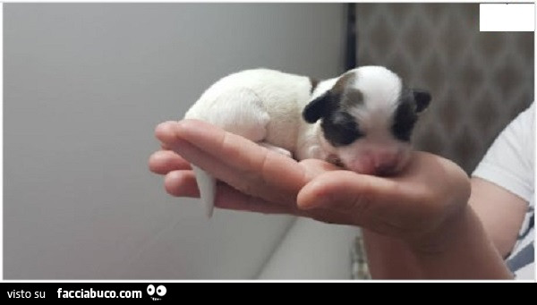 Teneri cuccioli indifesi, i Cani