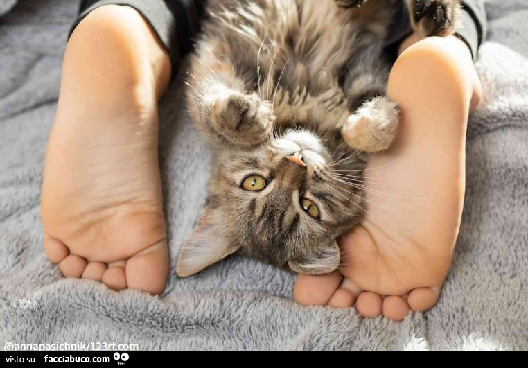 Piedi nudi di donna, gattino carino