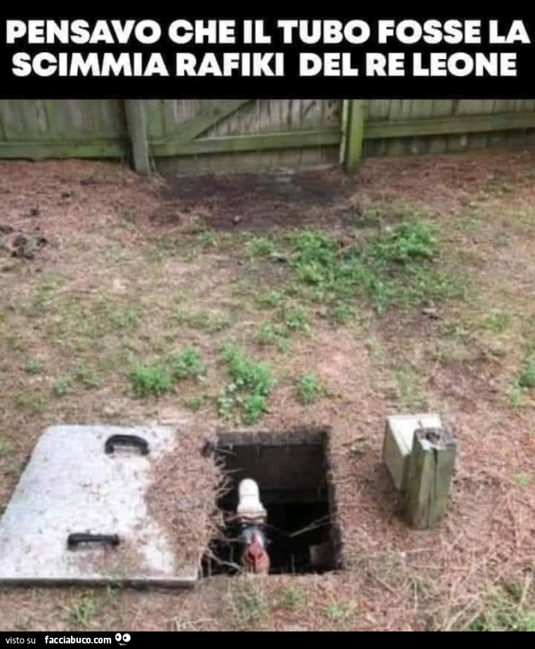 Scimmie