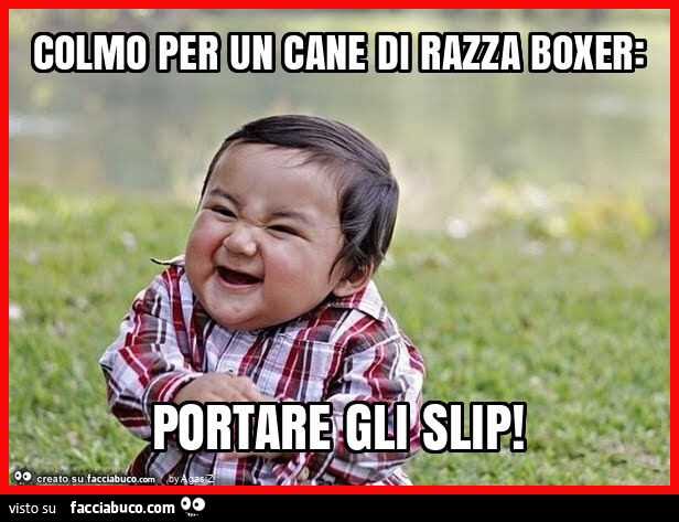 Colmo per un cane di razza boxer: portare gli slip